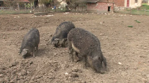 Mangalitza pigs eating Stock Footage 38304618