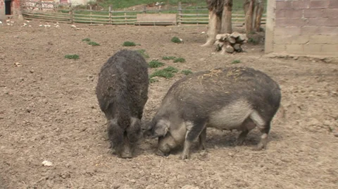 Mangalitza pigs feeding with corn Stock Footage 38307495