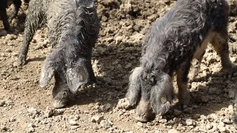 Mangalitza pigs outdoors Stock-Footage 73450130