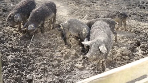 Mangalitza pigs outside Stock Footage 73450275