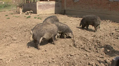 Mangalitza pigs in yard Stock Footage 38305403