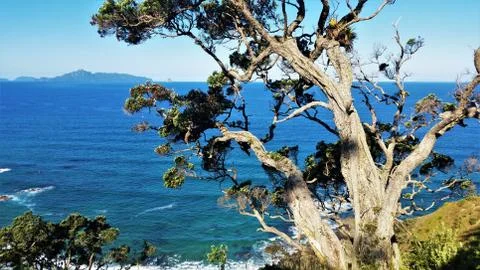 Mangawhai Coastal Walk Stock Photos