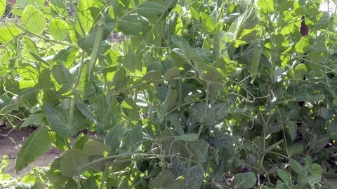 Mangetout pea row Stock Footage 91692143