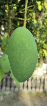 Manggo 库存照片