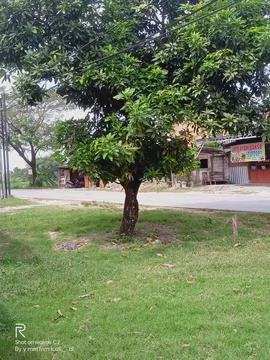 Manggo Stock Photos