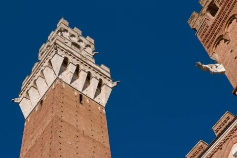 The mangia tower Stock Photos