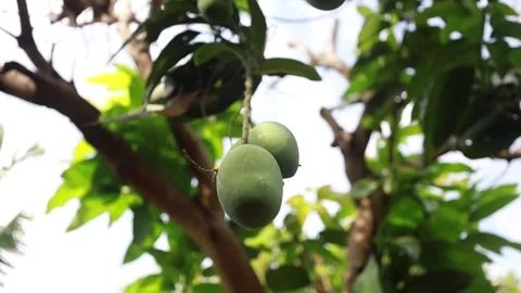 Mangifera indica Stock Footage 292192192