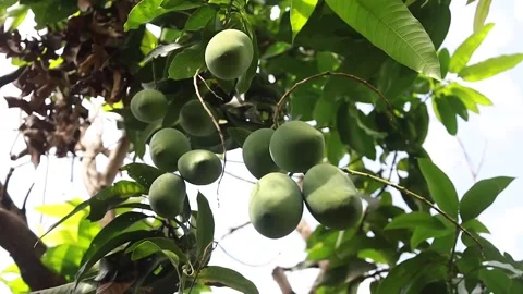 Mangifera indica Stock Footage 292192218