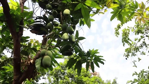Mangifera indica Stock Footage 292192314