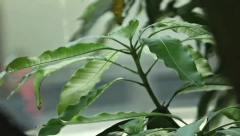 Mangifera indica Leaf Stock Footage 308739308