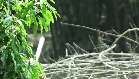 Mangifera Indica (Mango Tree) Leaf in Breeze Stock Footage 308739356