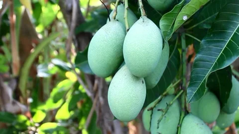 Mangifera Indica on the tree Stock Footage 217485832