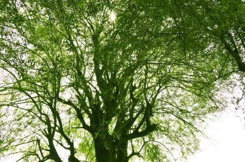 Mangificent tree Stock Photos