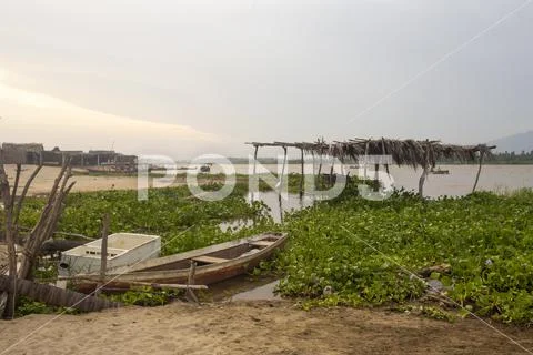 Manglar Stock Photos
