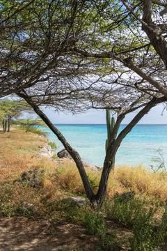 Mangle Halto, Aruba Stock Photos