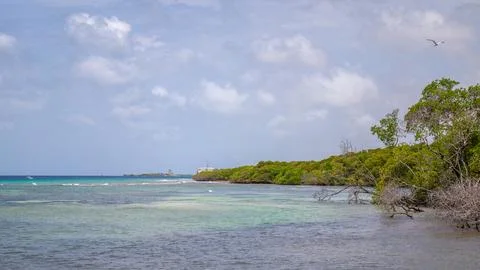 Mangle Halto Aruba Stock Photos