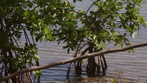 Mangle from Puerto Rico Stock Footage 88225508