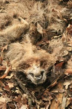 Mangled roadkill raccoon Stock Photos