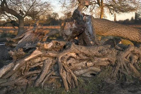 Mangled tree roots Stock Photos