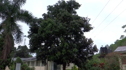Mango and other trees in their natural environment with raw fruits Stock Footage 38035522