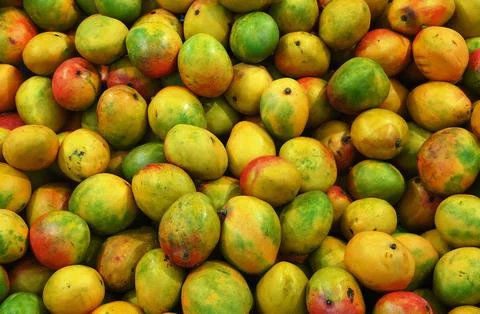Mango Background. Ripe Fruit Backdrop. Tropical Delicious food 写真素材