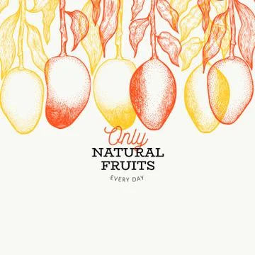 Mango banner. Hand drawn vector exotic fruit illustration. Engraved style tro Stock Illustration