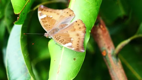 Mango Baron ( Euthalia aconthea ) butterfly on green leaf Stock Footage 217333161