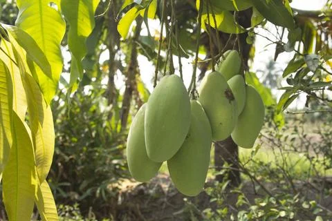 Mango Barracuda is growing on the tree. Ready to harvest again soon to sell.. Stock Photos