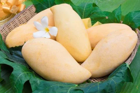 Mango Barracuda Stock Photos