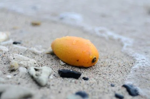 Mango on a beach Stock Photos