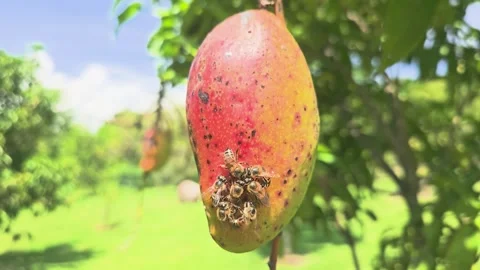 Mango with Bees Feeding in Orchard Stock Footage 317350853