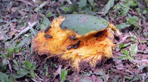 Mango &amp; bees Видео 50009657