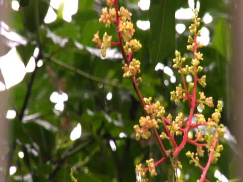 Mango Blossom in Rain Stock Footage 25953134