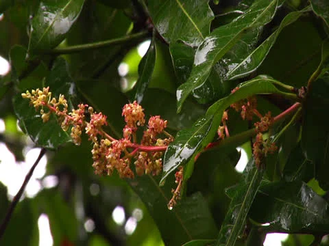 Mango Blossom in Rain2 Stock Footage 25953144