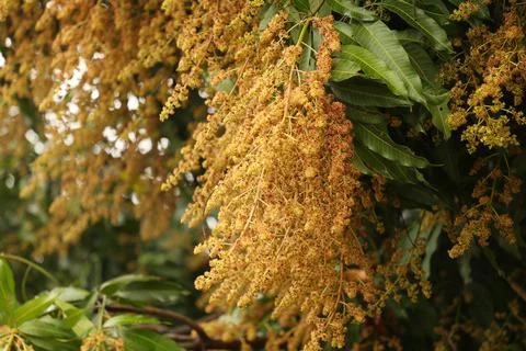 Mango blossoms of blooming. Stock Photos