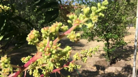 Mango Blossoms Stock Footage 137318416