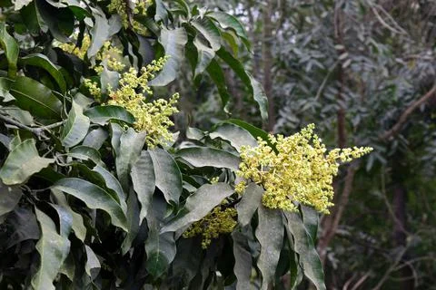 Mango blossoms on the mango tree. Stock Photos
