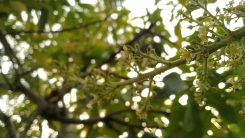 Mango Blossoms in the Morning Light Stock Footage 276348908