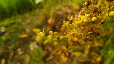 Mango Blossoms in the Morning Light Stock Footage 276348917