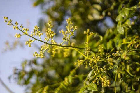 Mango Blossoms Open For Pollination 01 Photos