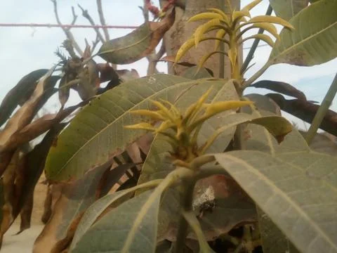 This is mango branches on mango tree Stock Photos