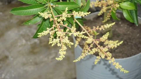 Mango buds Stock Photos