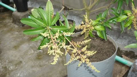 Mango buds Stock Photos