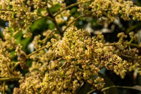 Mango buds in the shining spring mango spread the aroma Stock Photos