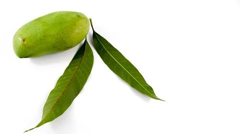 Mango creative layout. Flat lay. Food concept. White background. Stock Photos