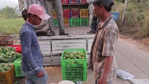 Mango crop loading into the truck Stock Footage 118638084