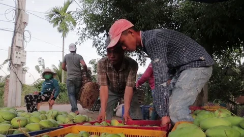 Mango crop loading into the truck Video stock 118638447