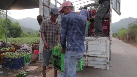 Mango crop loading into the truck Stock Footage 118639016