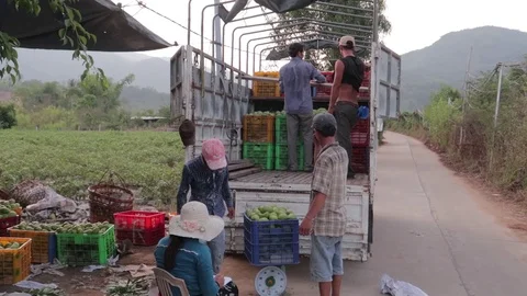 Mango crop loading into the truck Stock Footage 118639671
