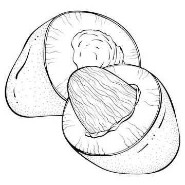 Mango cut in half, two halves Stock Illustration